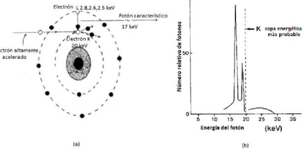 Figura 3. Espectro característico  en  mamografía para un ánodo de  molibdeno (a)  A nivel atómico  para el ligamento entre L y K (b) Espectro de una exposición de 28 kV 