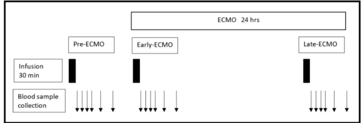 Figure 1. Schematic representation of the time points where blood sampling was performed