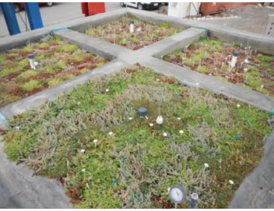 Figure 1. Photo of green roof specimens tested in the LIVE. 