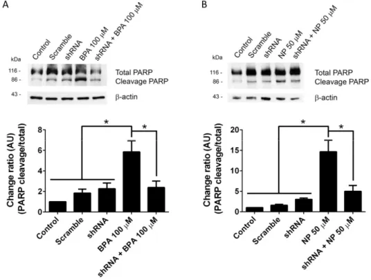 Figure 2. Silencing of ADAM17 prevents poly (ADP-ribose) polymerase (PARP) cleavage induced by  BPA or NP in LNCaP cells