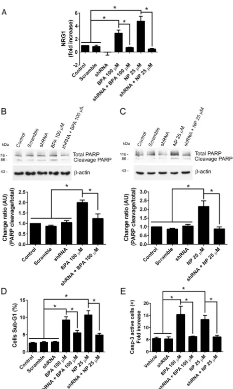 Figure 4. Silencing of ADAM17 prevents NRG1 shedding and apoptosis induced by BPA or NP in  A2780 cells