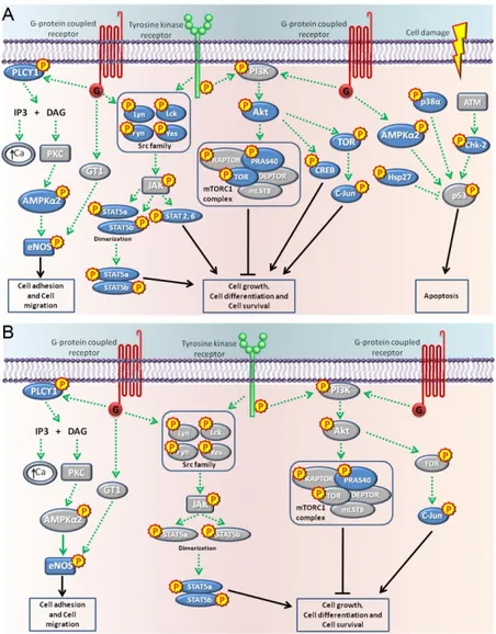 Figure 7. Diagram of possible signaling pathways induced by a 15-min treatment with BPA (A) or  NP (B) in LNCaP cells