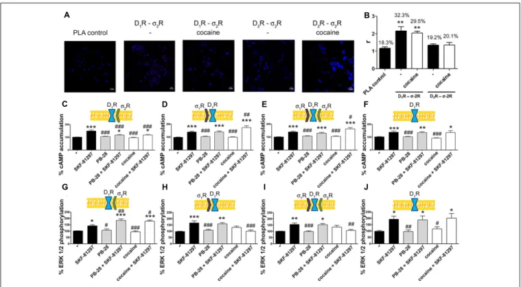 FIGURE 5 | Expression and function of σ 2 R-D 1 R complexes in primary cultures of striatal neurons