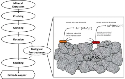 Figure 2. Biological pre-treatment of As-bearing copper sulfide ores processing through reductive  arsenate dissolution or oxidative arsenite dissolution