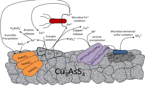 Figure  1.  Mechanism  of  enargite  bioleaching  and  secondary  solids  formation.  Microorganisms  regenerate  Fe 2+   to  Fe 3+   which  oxidizes  enargite  with  concomitant  release  of  arsenate,  copper  and  sulfate