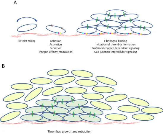 Figure 2. Gap junction intercellular communication between platelets: a working model
