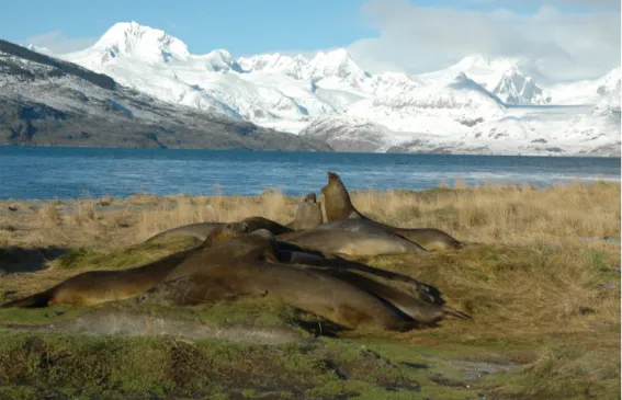 Fig. 1. Grupo de elefantes marinos (Mirounga leonina), también llamado elefante marino  del sur, en bahía Anisworth, Seno Almirantazgo, Reserva de la Biosfera Cabo de Hornos