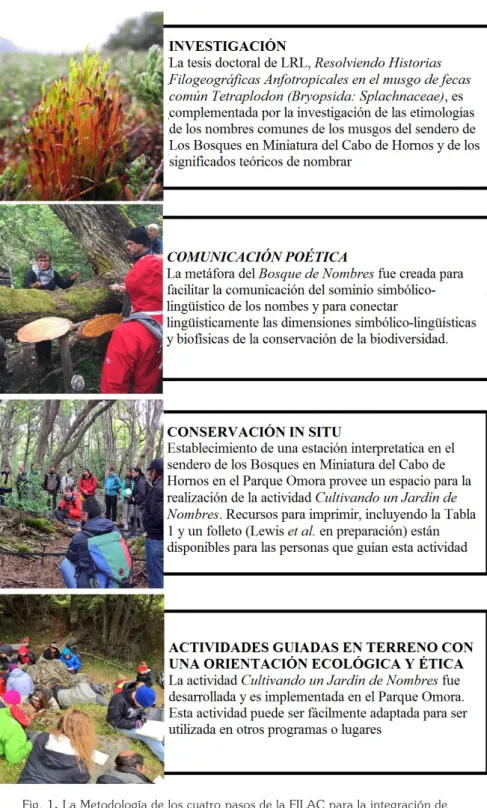 Fig. 1. La Metodología de los cuatro pasos de la FILAC para la integración de  las ciencias ecológicas y evolutivas y la ética biocultural en la conservación que se 