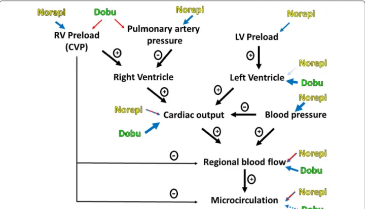 Fig. 1  Impact of norepinephrine and dobutamine on cardiac output and its determinants, regional and microvascular perfusions