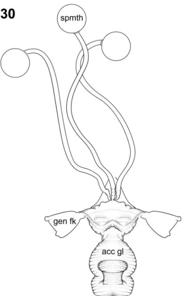 Figure 30. Neoderus chonos Madriz, sp. n., female internal genitalia lateral view. Abbreviations: acc gl: