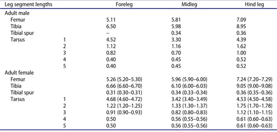 Table 2. Leg segment measurements for adult male and female of Neoderus chonos Madriz, sp