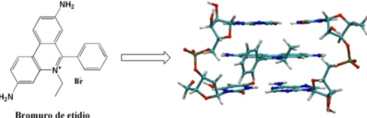 Figura 1.6: Bromuro de etidio intercalado entre dos pares de bases adenina-uracilo