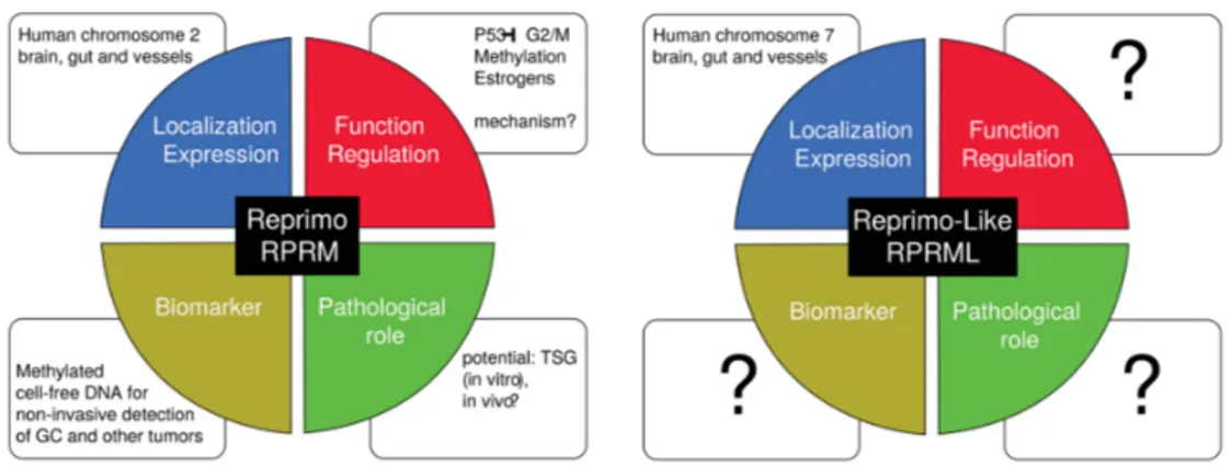 Figure 5. Unanswered questions in RPRM gene family. RPRM is as a p53-induced protein which  induces cell cycle arrest at the G2/M checkpoint [4], through an unknown mechanism