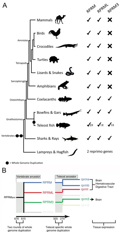 Figure 2. Evolution and diversification of RPRM genes in vertebrates. (A) During the diversification  of vertebrates RPRM genes were differentially retained, as not all RPRM genes are present in all main  groups of vertebrates