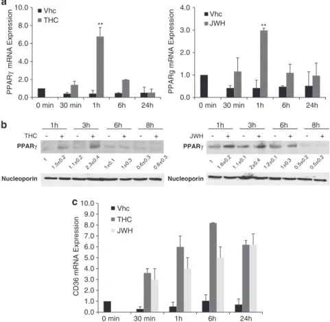 Figure 1 Cannabinoid-induced PPARg increase in HCC cells. (a) HepG2 cells were treated with D 9 -tetrahydrocannabinol (8 mM) or JWH-015 (8 mM) for different times and PPARg mRNA levels were determined by quantitative PCR