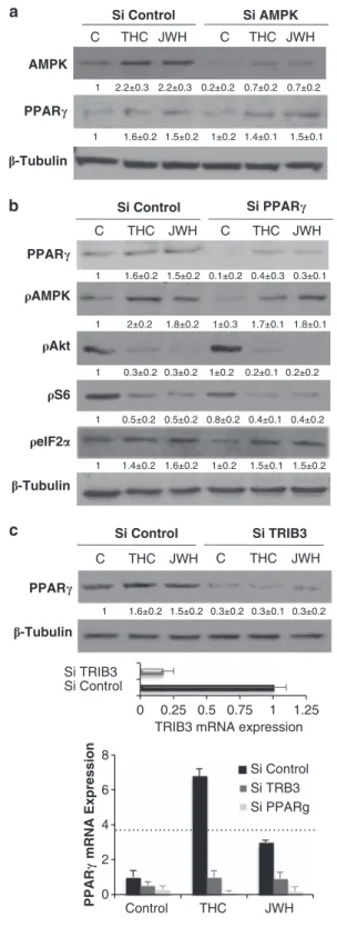 Figure 3 TRIB3 is required for PPARg activation. (a) HepG2 cells were transfected with control siRNA (siControl) or AMPK selective siRNA (siAMPK) and incubated with THC (8 mM) or JWH-015 (8 mM) for 3 h, after which levels of PPARg were detected by western 