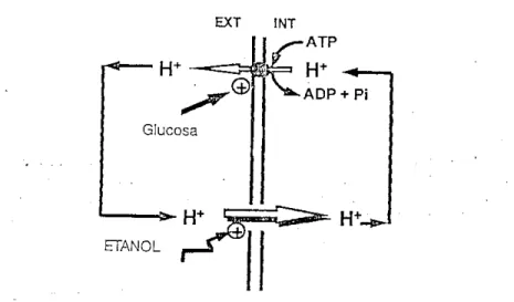 Figura 2. Efecto esquemático del etanol sobre la fluidez de la membrana plasmática  y su permeabilidad a los protones