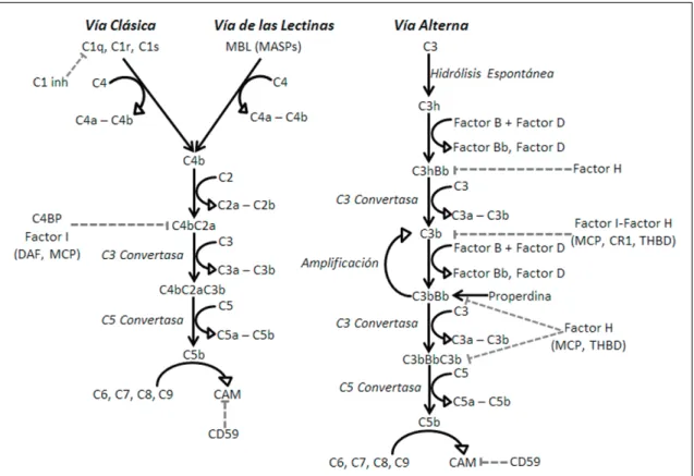 Figura 1.	Sistema	del	complemento.	C1	inh:	inhibidor	de	C1;	C4BP:	proteína	de	unión	a	C4;	CR1:	receptor	del	complemento	 tipo1;	CAM:	complejo	de	ataque	de	membrana;	DAF:	factor	acelerador	del	decaimiento;	MASP:	proteína	esterasa	asociada	a	 MBL;	MCP:	prote