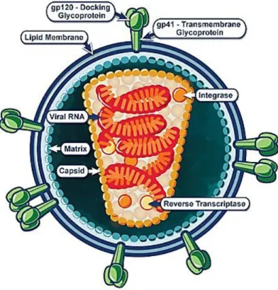 Figura 1.1 Estructura de un virión del VIH. Tomado de (NIAID 2009). 