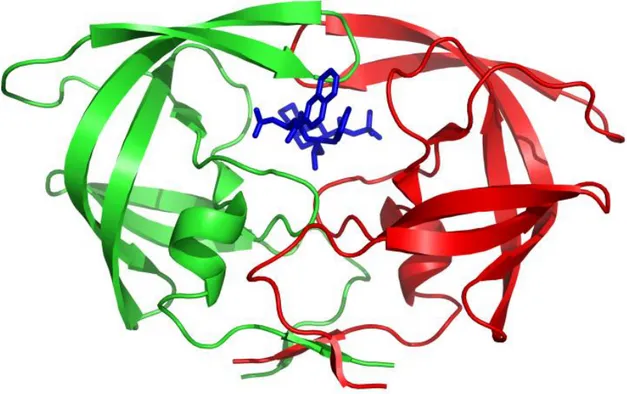 Figura 1.4 Estructura de la proteasa del VIH con el antiretroviral Saquinavir adherido (en azul)