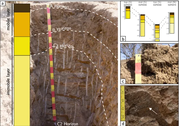 Fig. 4. Photographs of the S-facing mid slope pit (SGPED 40) in Reserva Natural Santa Gracia (SG) including horizon boundaries (white dashed line), a proﬁle sketch, and a cross section through the S-facing catena and adjacent N-facing pit