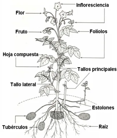 Figura 1: Partes de una planta de papa (Franco et al, 2003). 