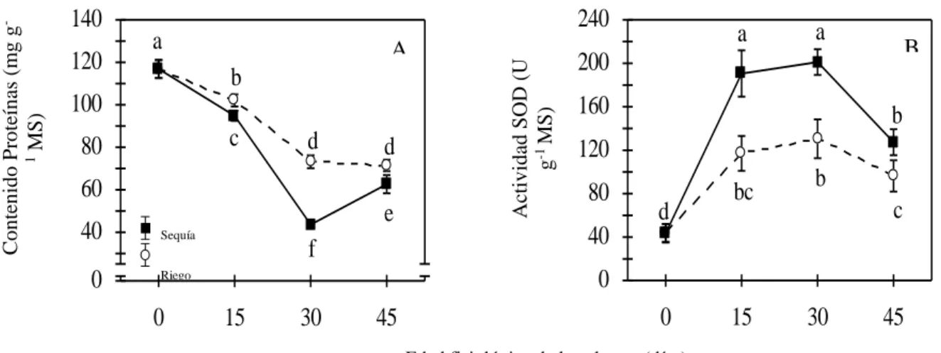 Figura 4. Respuesta del contenido de proteínas (A) y de la actividad de la enzima superóxido dismutasa de plantas  micropropagadas de piña ‘MD-2’ crecidas durante 30 días bajo condiciones de riego (120 mL/planta cada dos días) y  déficit hídrico (0 mL/plan