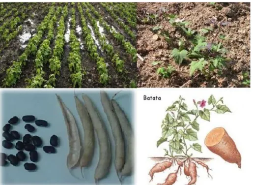 Figura 3.3 La variedad de frijol común (Phaseolus vulgarisL.) y boniato (Ipomoea  batatas)