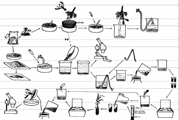 Figura II.4. Esquema del método de centrifugación con azúcar (N OMBELA Y  B ELLO  1983)