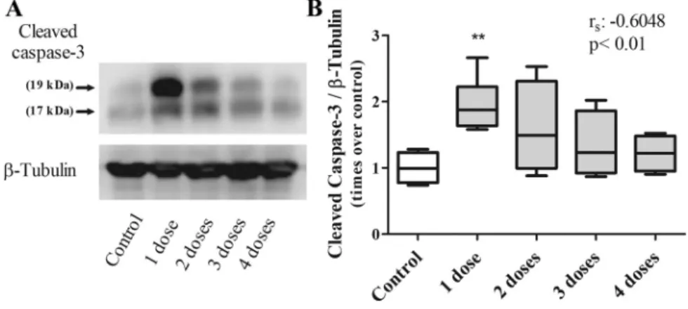 Fig. 11. Progressive reduction in caspase activation during repair with repetitive instillations of gastric fluid.