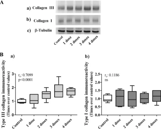 Fig. 6. Type III and type I collagen expres- expres-sion in lung tissue homogenates after  repet-itive orotracheal instillations of gastric fluid by Western blot analysis