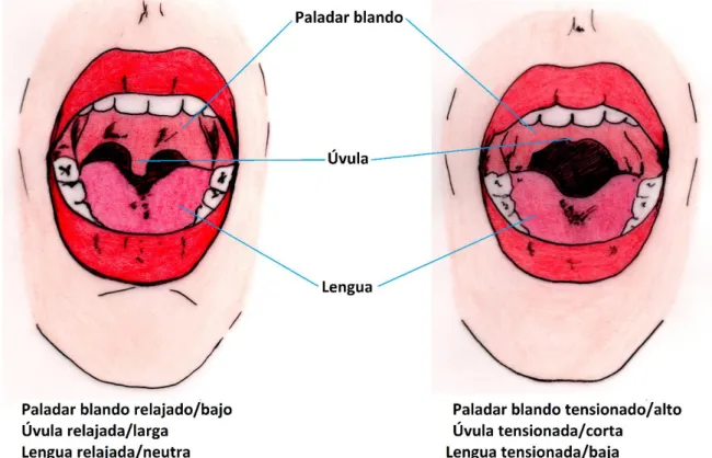 Ilustración 5. Usos del paladar blando, la úvula y la lengua para cantar.  6