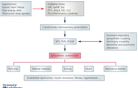 Figure 3. Contribution of the carotid body to the pathological effects mediated by sympathetic hyper- hyper-activation in human diseases