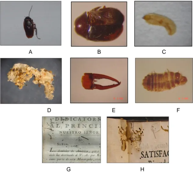 Figura 11. Alteraciones causadas por insectos en la Colección de Libros Raros  con Valor Patrimonial del Archivo Coronado