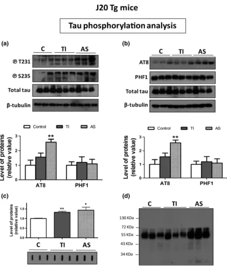 Fig. 3 Decreased Wnt signaling in treated Tg mice increases the levels of phosphorylated tau protein