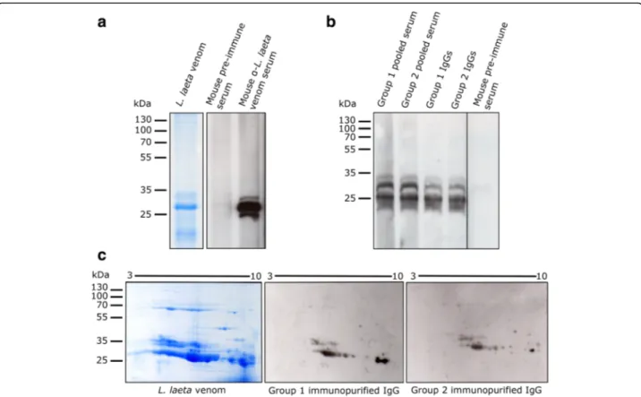 Fig. 2 Immunoblot detection of L. laeta venom using pooled sera of Group 1 and Group 2