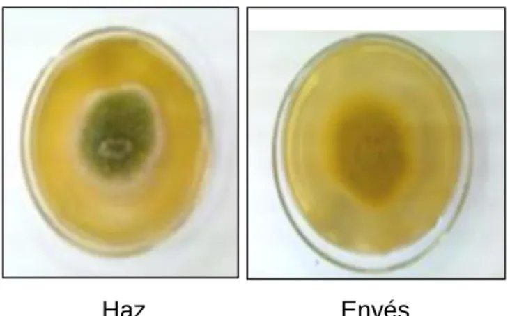 Figura 5.Cepa L6 Aspergillus sp. 