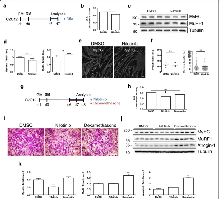 Fig. 7 Nilotinib effects on differentiated myotubes. a Outline of the 24 h Nilotinib (Nilo) treatment protocol on day 6 C2C12-differentiated myotubes.