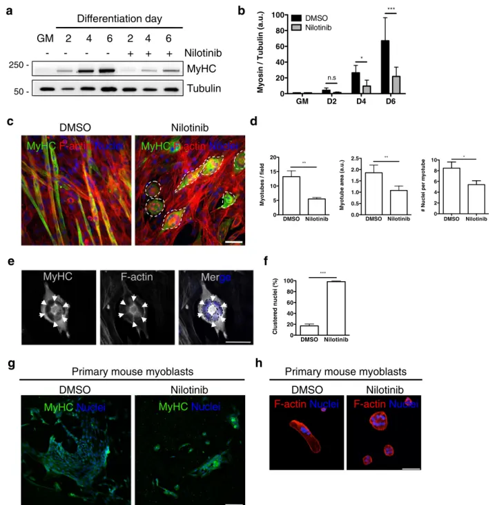 Fig. 2 Nilotinib impairs MyHC expression and myotube formation. a Representative Western blot analysis, evaluating MyHC expression levels during a 6-day skeletal muscle differentiation time course