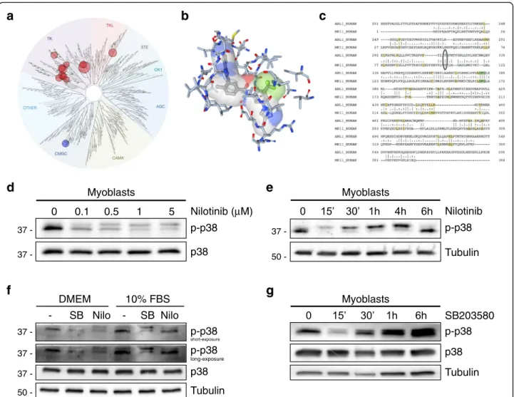 Figure S3 shows the basal phosphorylation of p38, ERK1/2, and AKT pathways during a 6-day time course of C2C12 differentiation