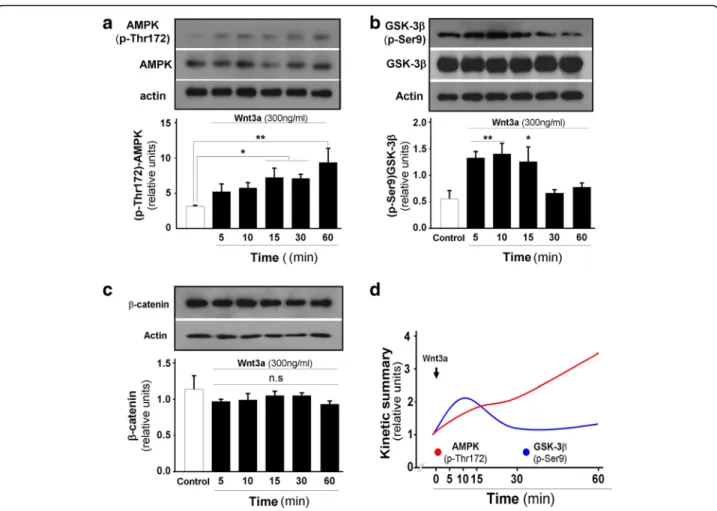 Fig. 1 Wnt3a ligand modulates AMPK activity in hippocampal neurons. a Wnt3a ligand significantly increases AMPK phosphorylation at Thr172 between 15 and 60 min of treatment