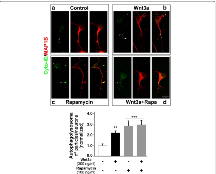 Fig. 5 Wnt3a ligand increases autophagic puncta in hippocampal neurons. The micrographs show representative neurons stained with the Cyto-ID probe and MAP1B to visualize autophagosomal compartments after 4 h of culture at 37 °C under the following culture 