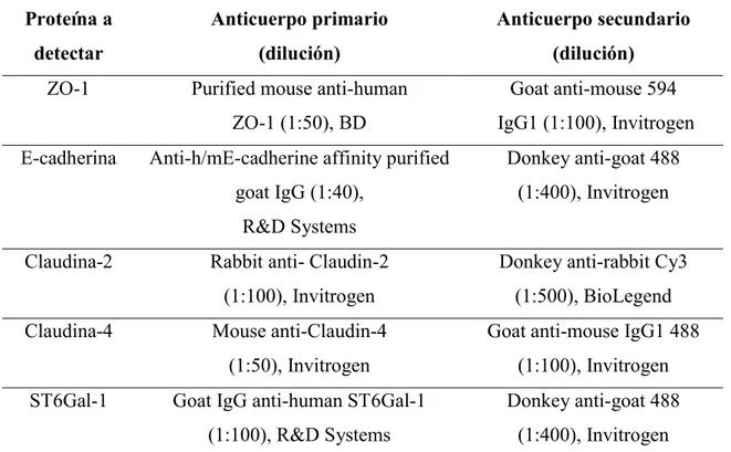 Tabla  8.  Anticuerpos  utilizados  en  inmunofluorescencia  para  la  detección  de  las  proteínas  formadoras de uniones estrechas 