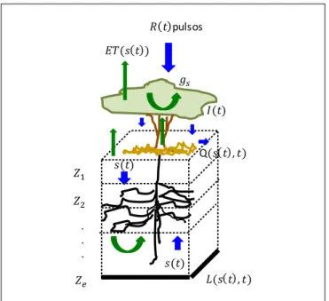 Figura III-5   Esquema conceptual y referencial para el desarrollo del modelo de balance hídrico local (BHL)  multicapa