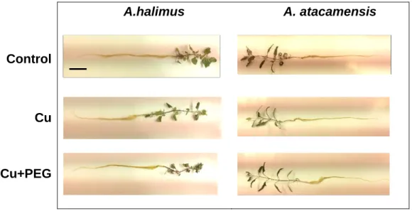Figure  4.  Picture  of  A.  halimus  and  A.  atacamensis  seedlings  under  control,  Cu  and  Cu+PEG  treatments  of  combined  stress  assay
