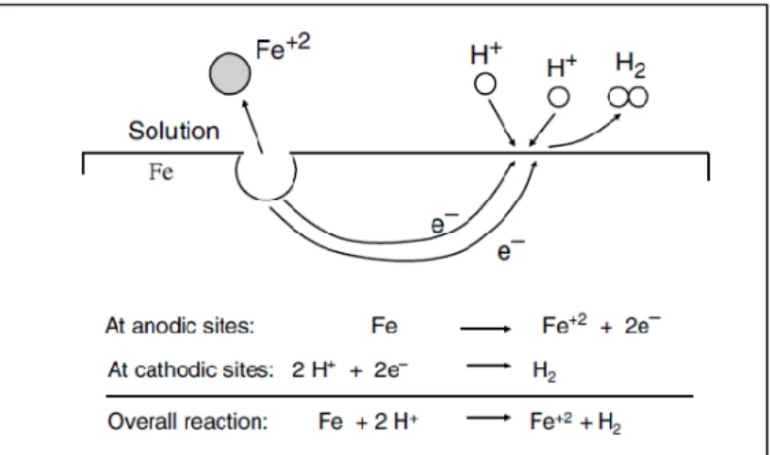 Figure 2.8 Coupled electrochemical reaction occurring at different sites on the same metal surface for iron  in an acid solution (Mccafferty, 2010)
