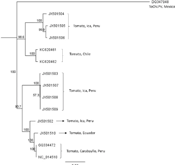 Figure  6.  Phylogenetic  tree  showing  the  genetic  relationship  of  Tomato  leaf  deformation  virus  (ToLDeV)  with  others  begomovirus  isolates  obtained  from  GenBank
