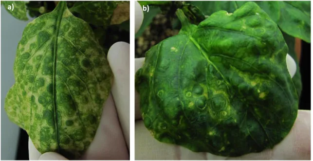 Figure  11.  Symptoms  caused  by  isolates  of  Tomato  spotted  wilt  virus  TSWV  in 