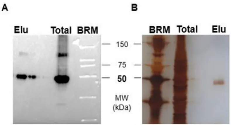 Figure 5. P2X4 receptor purification from TsA201 cells. (a) Western blot is showing a band in the  fraction elution with a molecular weight lower than 50 kDa