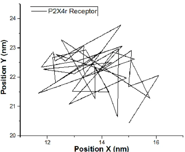 Figure 9. The P2X4 receptor trajectory during 30 seconds in a Lα-PC/DOPS bilayer supported on mica